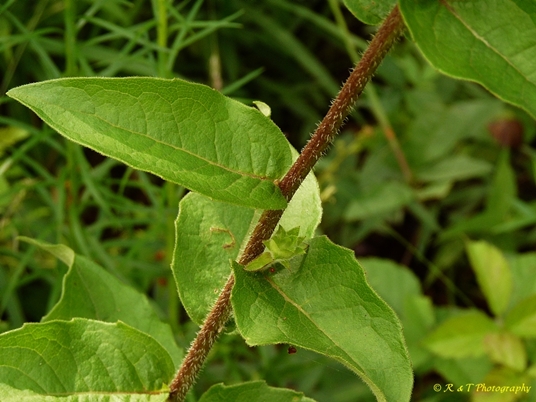 {Silphium asteriscus}